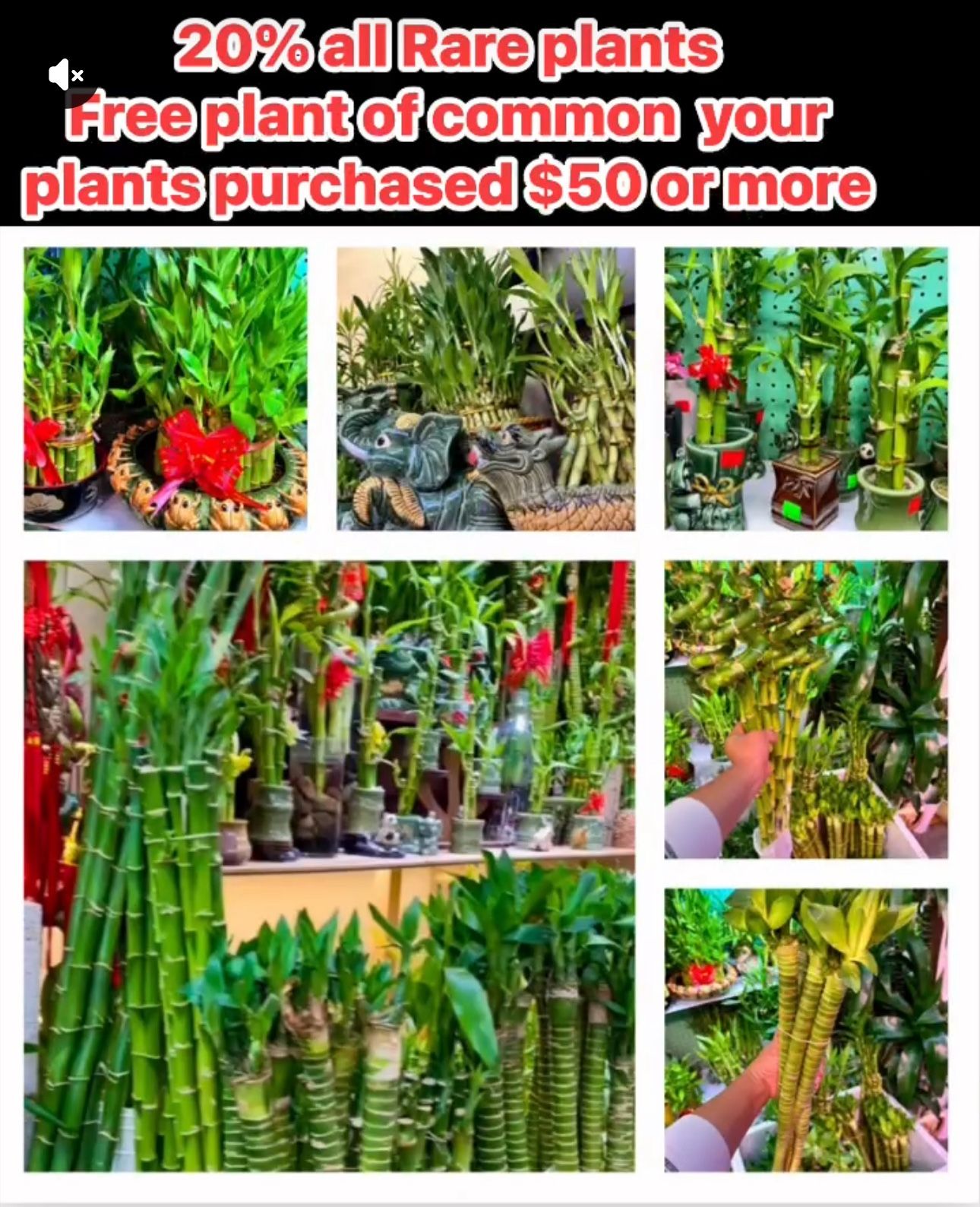 Lucky Bamboo Plants Shop Tiệm Cây Phát Tài Trendy