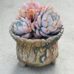 Succulents plants 🪴 （Echeveria 'Orange Q'）