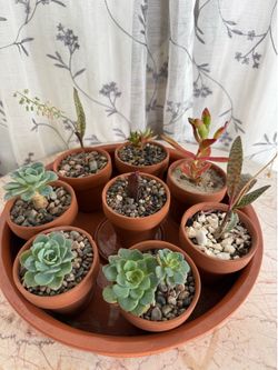 Flowers 💐 and Succulents on crystal base