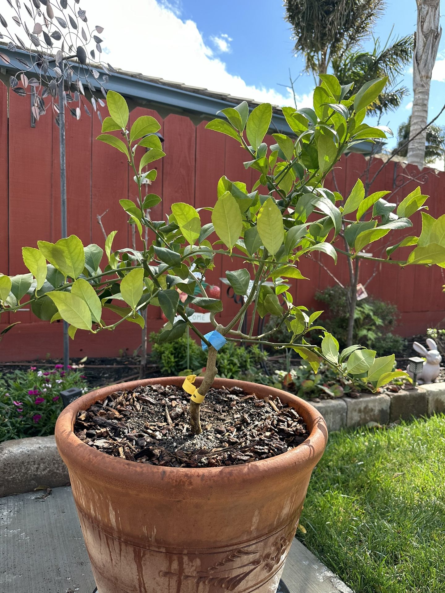 Meyer Lemon Tree - DWARF - In Large Terracotta Pot. for Sale in Salinas ...