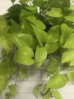 Neon Pothos Hanging Vining Plants 7”x6” Nursery Pot