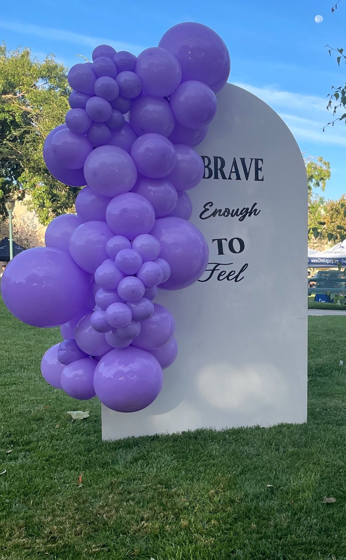 6ft Backdrop Collapsible