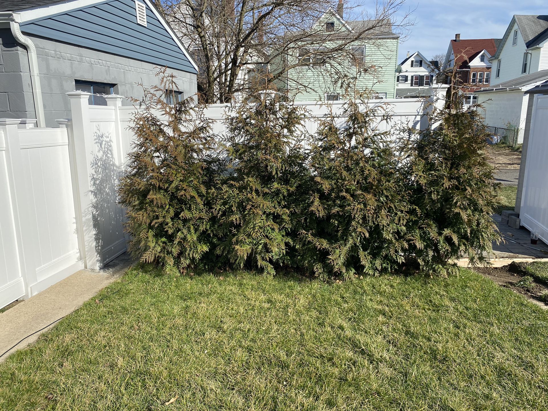 Arborvitae bush /hedge / tree ( Green Giant)