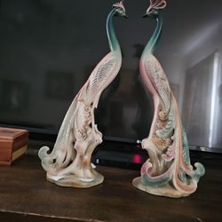 150 Years Old Came From Spain  Peacocks 