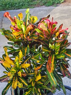Mammy' crotons live plants