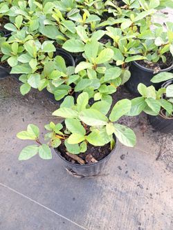 Sandy leaf ivy