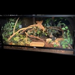 Female Fire Ball Python / 4x2x2 Reptile Habitats 