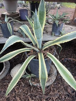 Suculentas Cactus