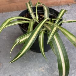 Sale Beautiful Spider plant house plant houseplant  Cash only  