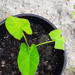 Huge Plants $4 Each In Weeki Wachee Spring Hill