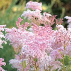 Queen Of The Prairie - Native Plant