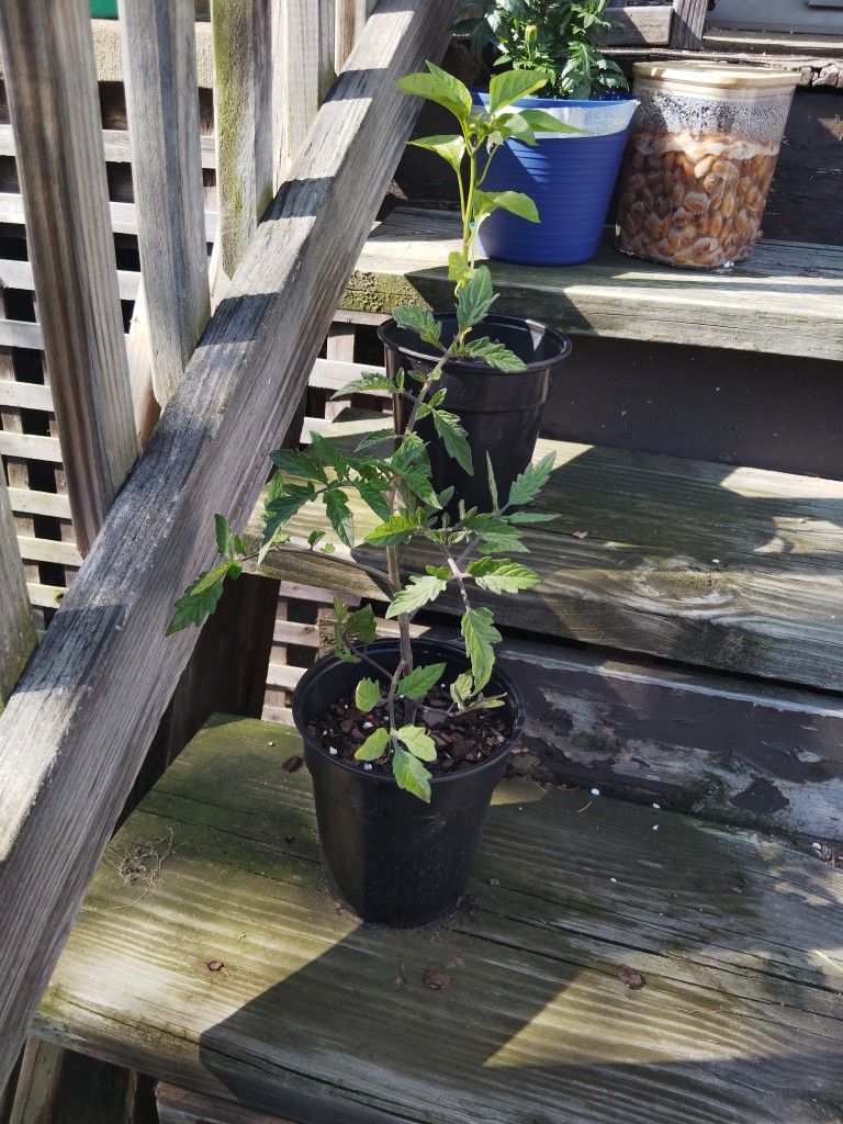 Tomato Bush