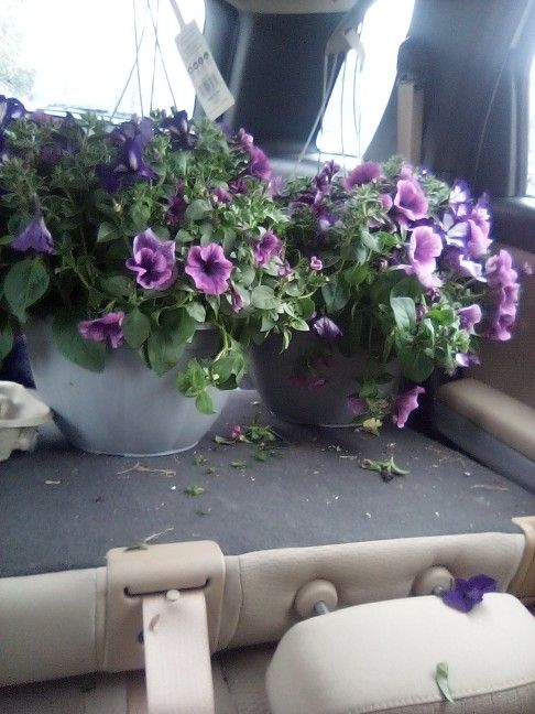 Hanging Flower Baskets 2 For $30