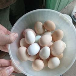 Eggs