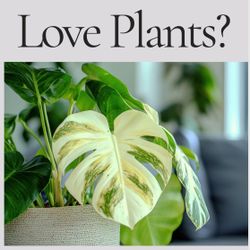 Exotic Plant Sales Today and Tomorrow 
