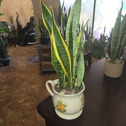 2ft Tall Sansevieria Snake Plants In Ceramic Pot With Stones 