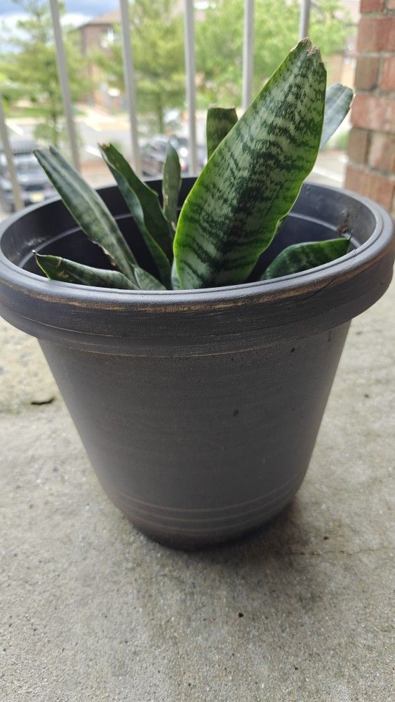 Snake Plant