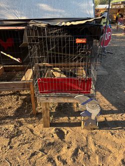 Chicken cages and coops