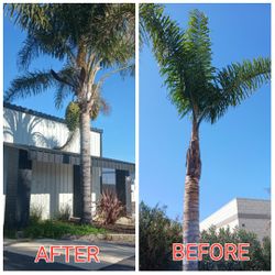 Professional Palm TREE TRIMMING 