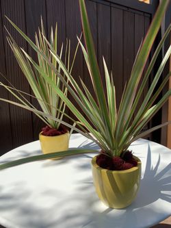 Dracaena Tricolor Tip 🌱