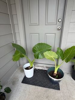 Elephant plants