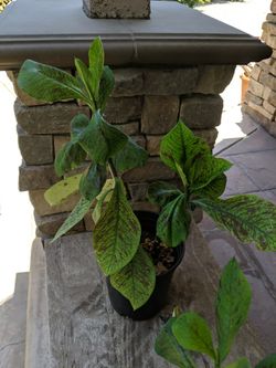 RARE EUPHORBIA UMBELLATA SYN. SYNADENIUM GRANTII, RED RARE SUCCULENT. AFRICAN MILK BUSH