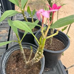 Plumeria