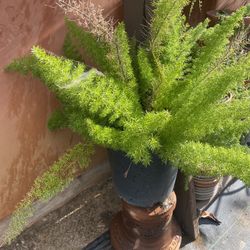 Fern
