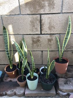 Plantas $3 cada una