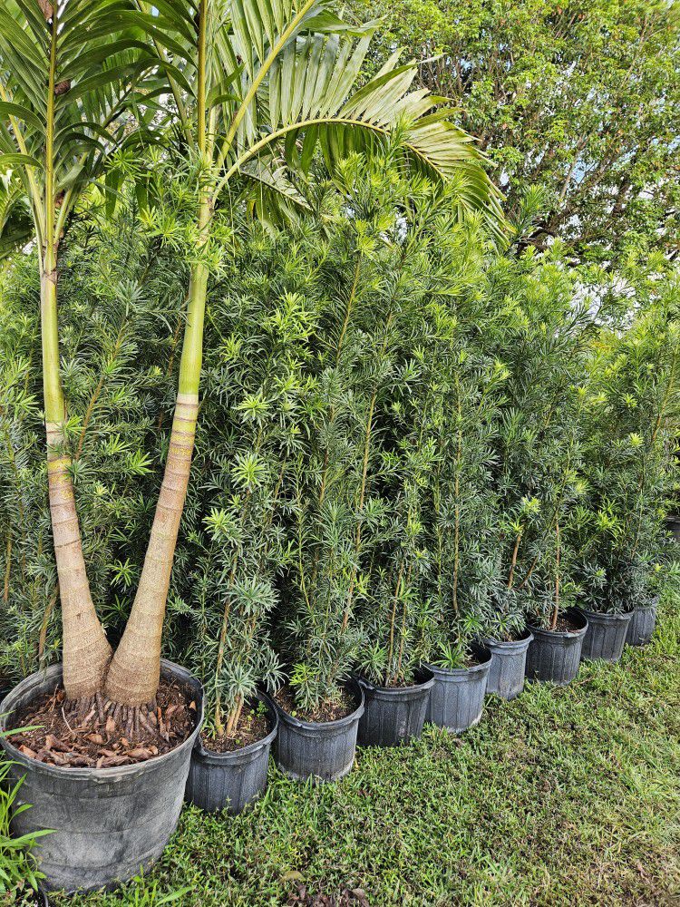 Best Podocarpus In Town Tall Full Green  Fertilized  Ready For Planting Instant Privacy Hedge  Same Day Transportation  Staring  3+ Feet Tall $10 