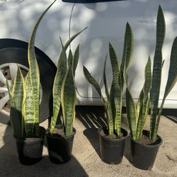 Snake Plant 10$ Each