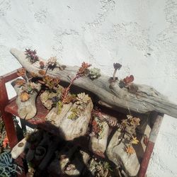 Various Outdoor Driftwood Succulent Decorations