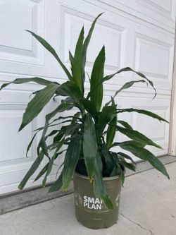 Beautiful Live Dracaena tree