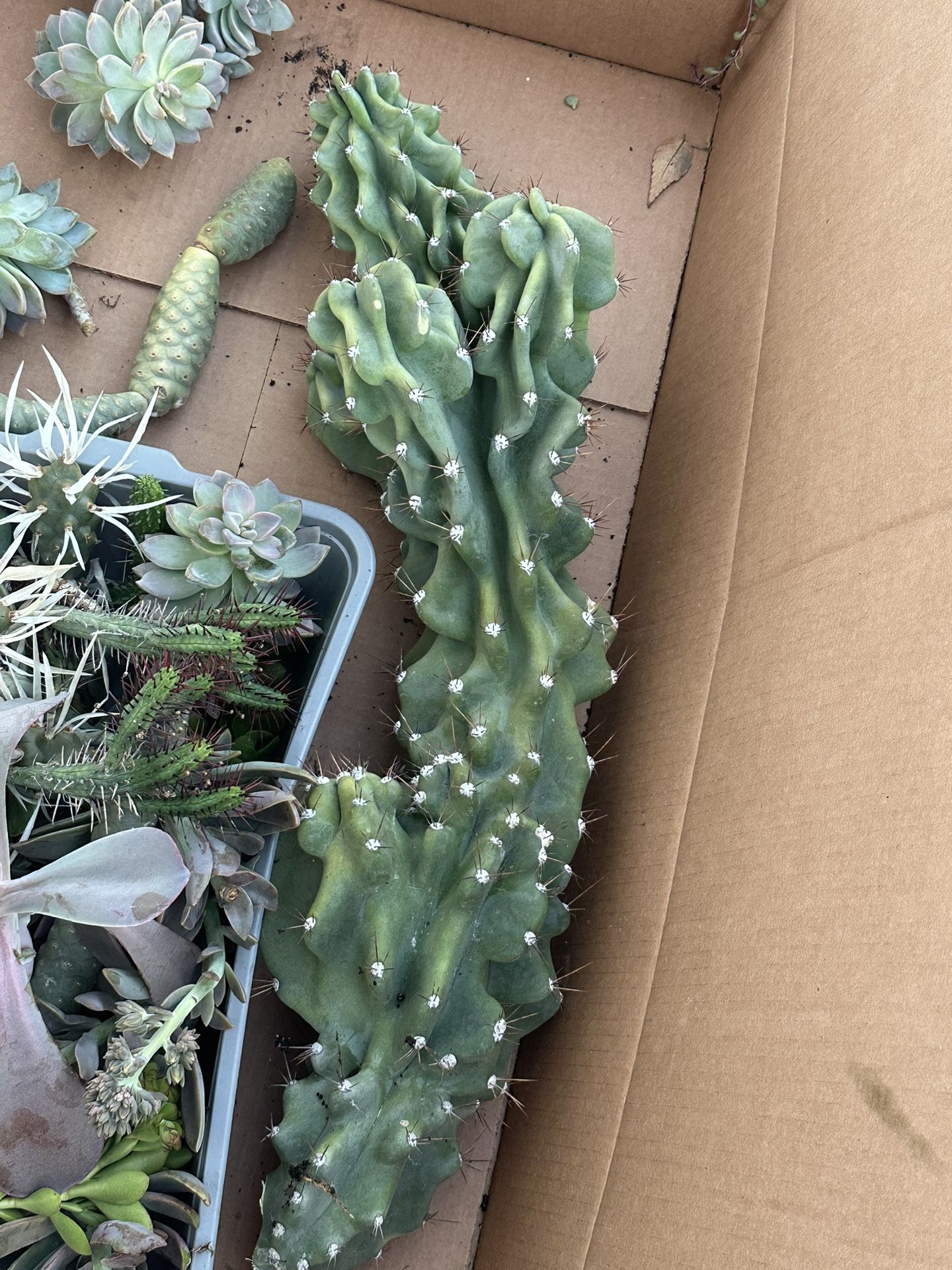 Peruvianus Cereus Monstrose