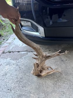 Large driftwood
