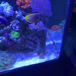 Pink Pulsating Xenia On Tongo Branch, Beautiful! 