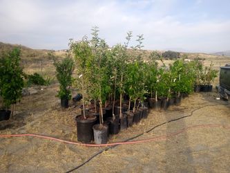 Trees and succulents