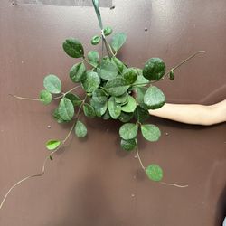 6” Hoya Obovata W/ Splash