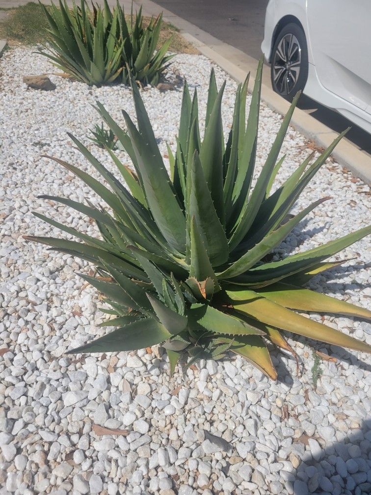ALOE VERA PLANTS