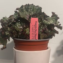 Begonia Rex (Macarena)