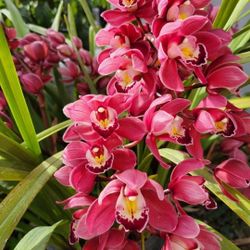 Simply  Cymbidium  Orchid  Plant