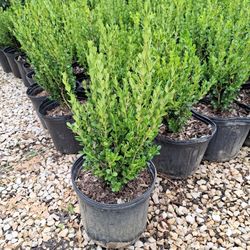 Boxwood (3 Gal.)