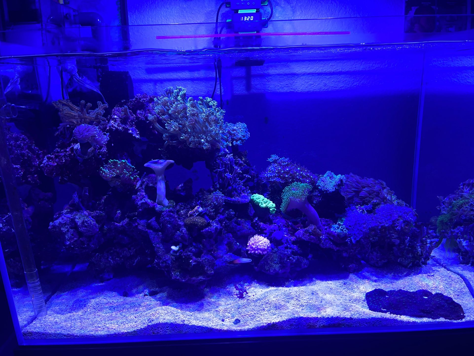 Reef Aquarium