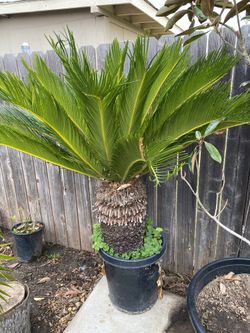 Sego Palm