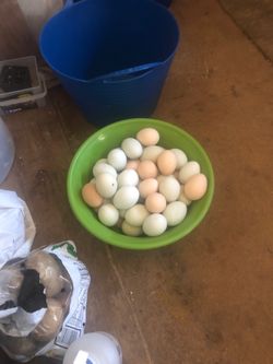 Fresh chicken eggs 4.50 a dozen