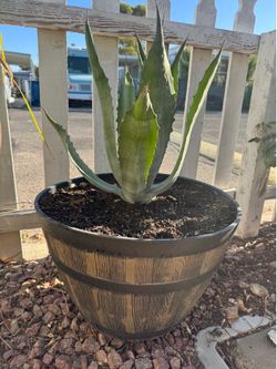 Outdoor plant 🪴