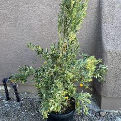 Large Variegated Calamondin with fruits 15 gallon 