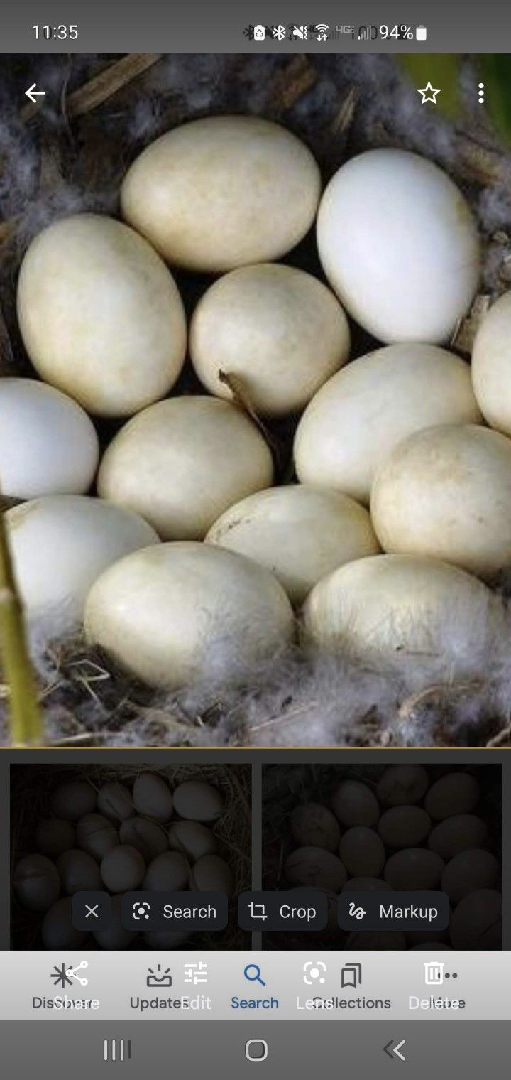 Organic Free Range Duck Eggs