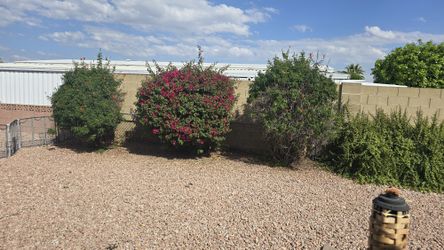 FREE 1-Bougainvillea 2- Cape Honeysuckle Tree's/ Shrubs .