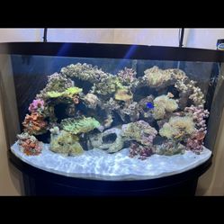 92 Gallon Reef Tank